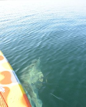 Stand Up Paddle