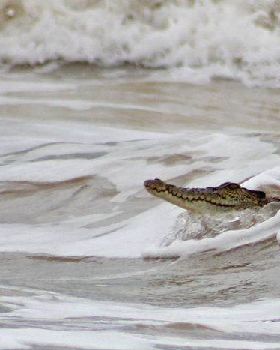 Croc at Rapid Creek