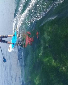 Stand Up Paddle