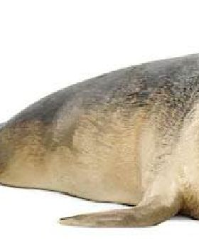 Seal