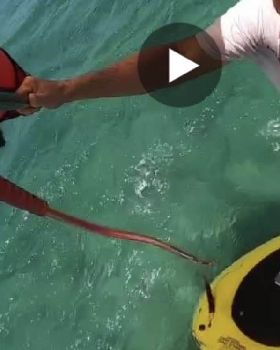 Stand Up Paddle