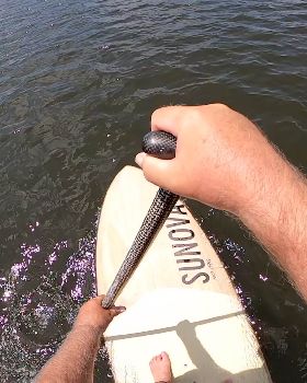 Stand Up Paddle