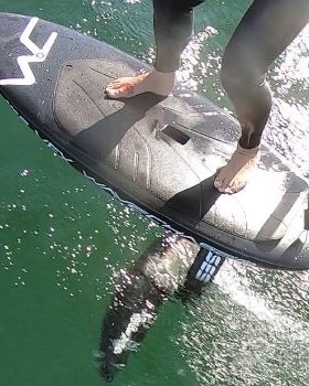Stand Up Paddle