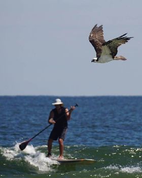 Stand Up Paddle