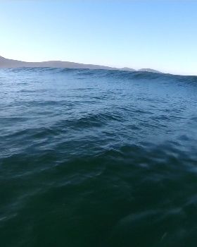 Shark sighting
