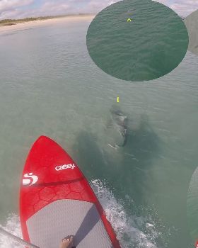 1 sharks