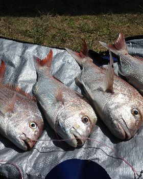 Fish two