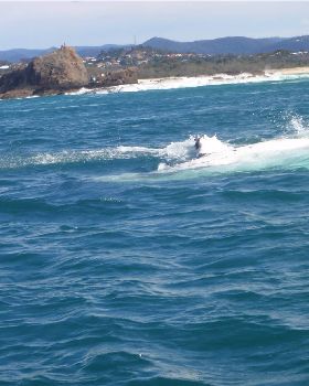 Sunday Currumbin Session with whales