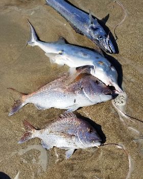 fish