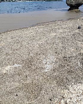 Pumice