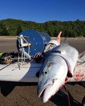 kingfish