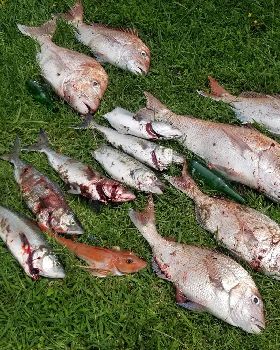 fish carnage