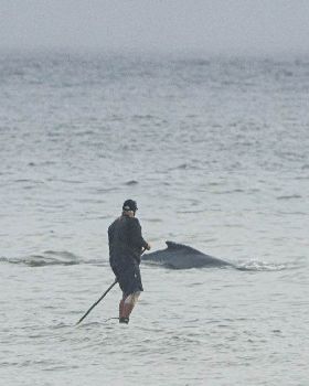 Stand Up Paddle