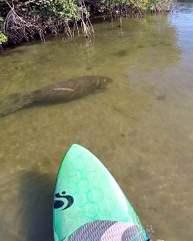 Stand Up Paddle