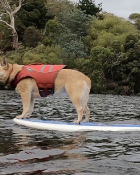 Stand Up Paddle