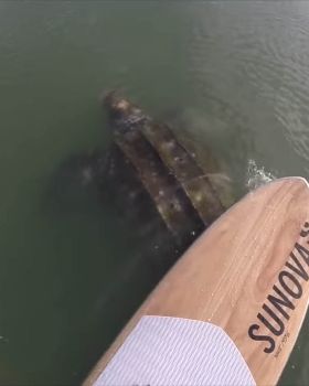 Stand Up Paddle