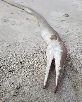 Eel 1