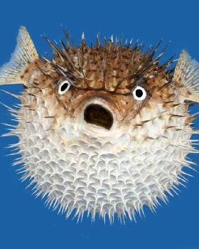 porcupine