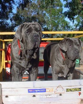 The dogs