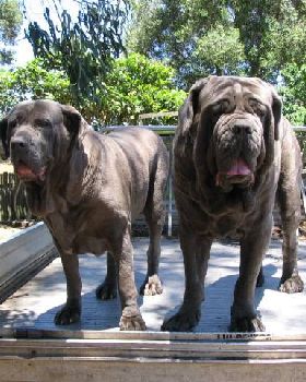 The dogs