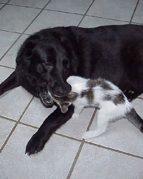 Samba eating the cat (not really)