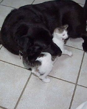 Samba eating the cat (not really)