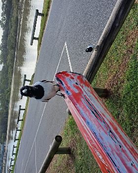 Pied Butcherbird