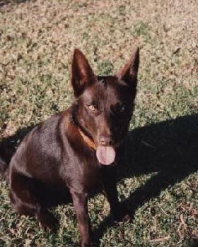 My old Mate (Rip)