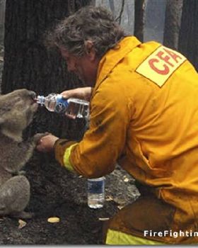 firefighter koala