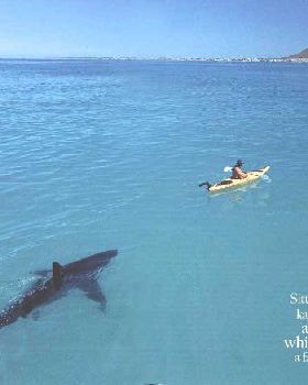 shark-kayak
