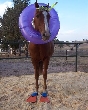 Seahorse