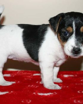 puppy