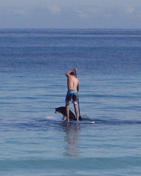 Teaching Kelpies to SUP