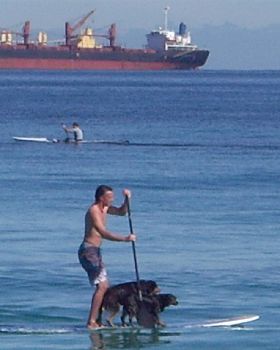 Teaching Kelpies to SUP