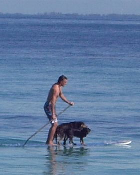 Teaching Kelpies to SUP
