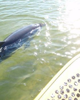 dolphin