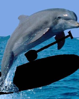 Dolphin  standup paddler