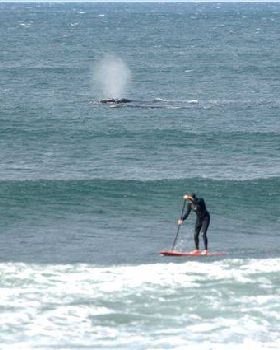 Stand Up Paddle