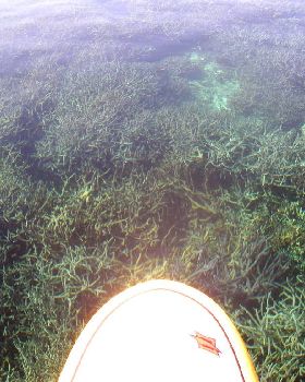 Cruising over coral on a SUP