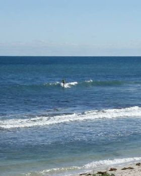 Whalebone
