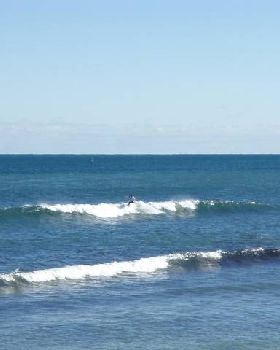 Whalebone