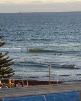 Whalebone