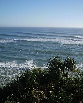 Snapper 1