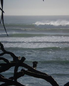 Snapper 8