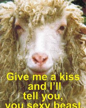 sexysheep