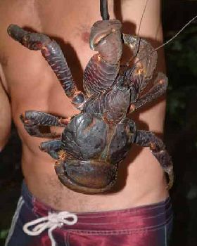 coconut crab on man