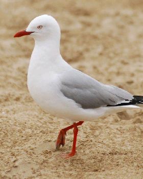 C-Gull