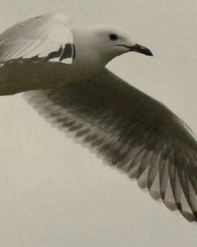 Gull