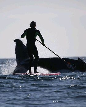 Whale Boy