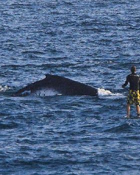 Casso and the Humpback